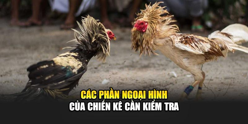 Cách Chọn Gà Đá Hiệu Quả Tăng Tỷ Lệ Thắng Tại 188Bet 1 Các phần ngoại hình của chiến kê cần kiểm tra