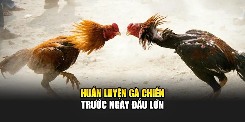 Trải Nghiệm Đá Gà Cựa Dao Chuyên Nghiệp Tại 188Bet 2 Huấn luyện gà chiến trước ngày đấu lớn