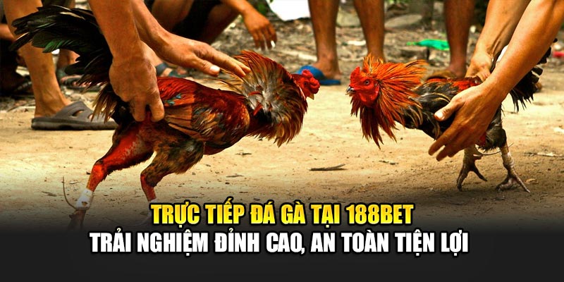 Trực Tiếp Đá Gà 188BET - Trận Đấu Kịch Tính Mọi Lúc Mọi Nơi 1 Trực tiếp đá gà tại 188BET – Trải nghiệm đỉnh cao, an toàn tiện lợi